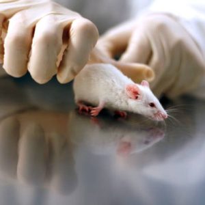 Animal sacrifice and organ harvesting