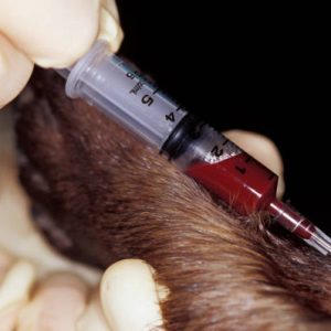 Blood sample withdrawal